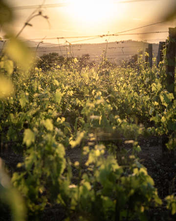 sunset over the vineyards in spring against the lightの写真素材