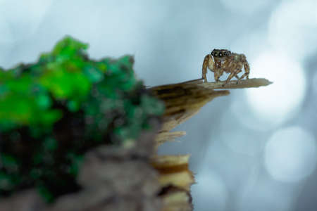 Salticidal spider with bright backgroundの写真素材
