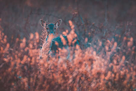 Female deer at sunset in the grassの写真素材