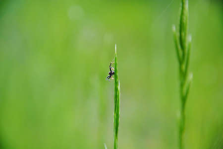 Little spider among the green grassの写真素材