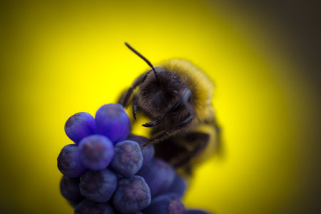 Macro photo of a Bumblebee, pollinating and collecting nectar on a blue wild flower