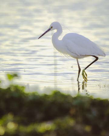 egret at sunsetの写真素材