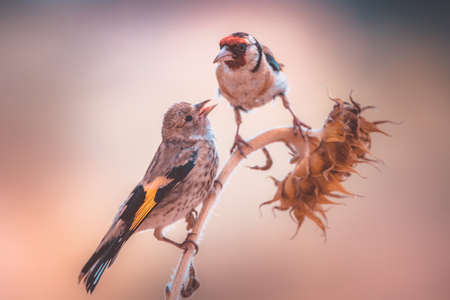 An European goldfinch feeding its fledglingの写真素材