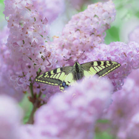 bright colorful swallowtail butterfly on purple lilac flowers in the gardenの写真素材