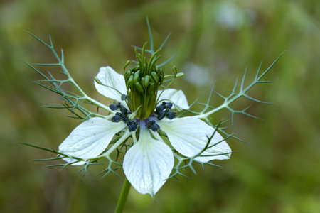 Nigella damascena flower in the gardenの写真素材
