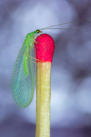 Pearl chrysopa, biological control of agricultural pests, posing on matchstick and colored backgroundの写真素材