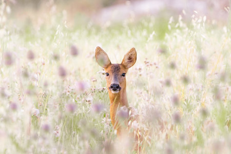 Roe deer, capreolus capreolus, doe posing with head poking out of tall grass in a fallow field in summer. Female mammal with orange fur grazing on a hay field. Wild animals in quiet wilderness.の写真素材