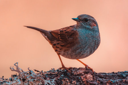 Observing Natures Harmony: Dunnock Prunella modularis on Lichen-Adorned Branchの写真素材