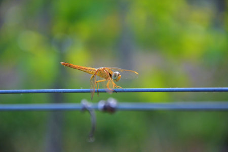 Vivid Orange Dragonfly in Focus: Vineyard Perch with Selective Blurの写真素材