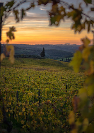 Golden Hour Splendor: Sunset Over Panzano in Chianti Vineyard, Tuscanyの写真素材