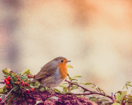 Autumn Perch: European Robin Resting on a Bushの写真素材