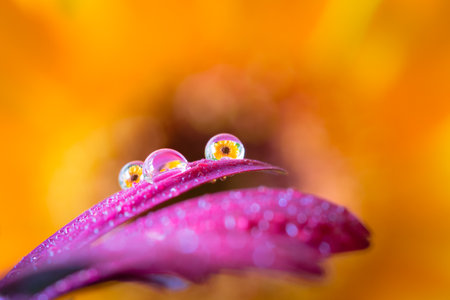 Macro Capture of Dew Drops on Gerbera Petals with Flower Reflectionの写真素材