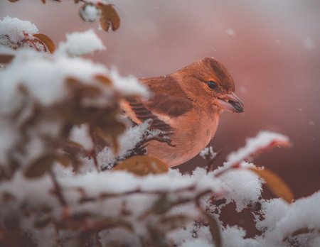 Winter Portrait: Chaffinch Perched on a Snow-Covered Bush