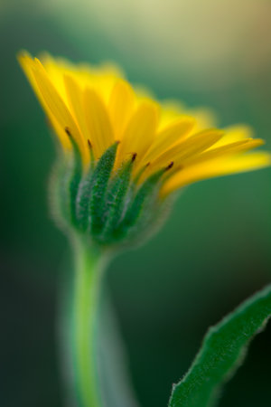 Isolated marigold flower. side shotの写真素材
