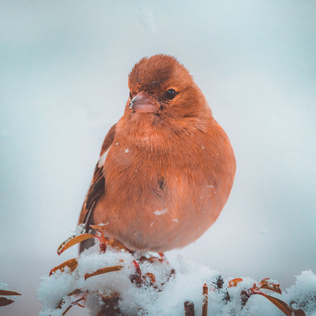 Winter Portrait: Chaffinch Perched on a Snow-Covered Bushの写真素材