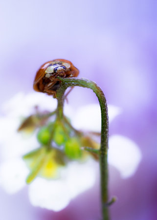 Close-up of a single red ladybird on a pink flower stemの写真素材