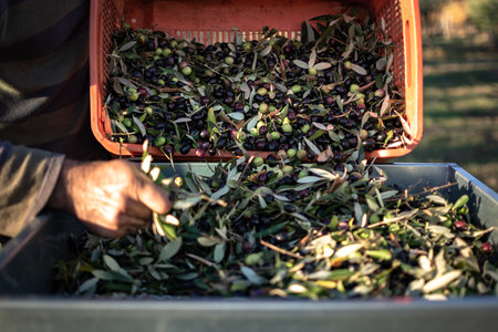 Olive Harvest: Detailed Boxes with Precious Olives - Authentic Image of Ancient Agricultural Traditionの写真素材