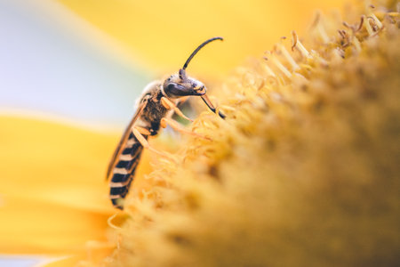 Festive Floral Banquete: Wild Bee Sucking Nectar from a Sunflower - Magic Moment of Nutrition and Beautyの写真素材
