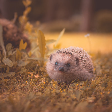 Encounter with Nature: Portrait of the European Wild Hedgehog in Your Garden - Rustic Charm and Wild Beautyの写真素材