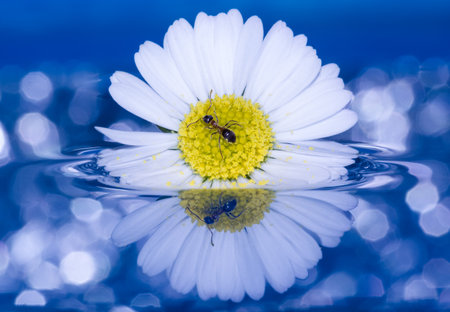 Magical Microcosm: Ant Explores a Daisy on a Mirror of Water - Shimmering Blue Background for an Enchanted Worldの写真素材