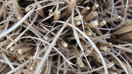 A group of tapas grass after winter in Michigan.