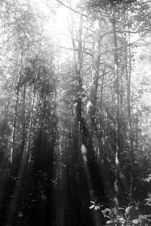 Vintage forest background. High trees in summer season