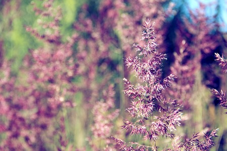 Reed inflorescence close-up. Shallow depth of field. Summer season