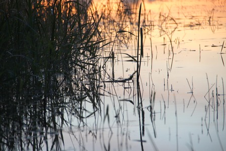 The reed in the evening. Tranquil scene. Grass reflected in the riverの写真素材