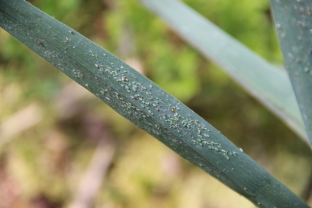 Adult Aphid surrounded by nymphs on long narrow leaf
