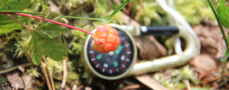 Cloudberry is growing in the swamp. Harvest in the forest