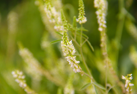 Meadow plants in the summer season. White flowersの写真素材