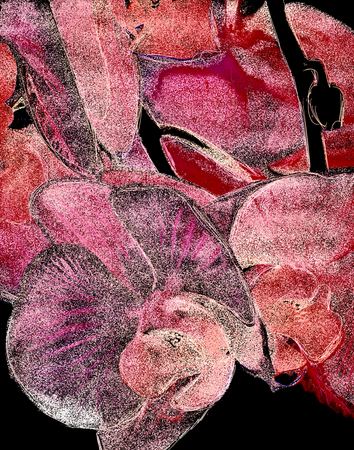 Pink orchid flowers. Close up of Orchidea Phalaenopsis. Grain noise effect