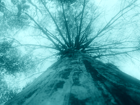 Forest background. High tree unusual view. Radial branchesの写真素材