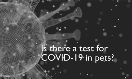 Is there a test for Covid 19 in pets question. Medical education relative illustration. Scientific medical design. 3D rendering.の写真素材