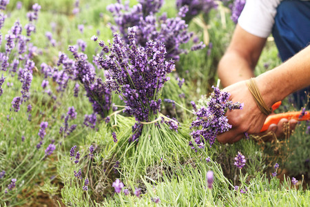The Lavender also pickedの写真素材