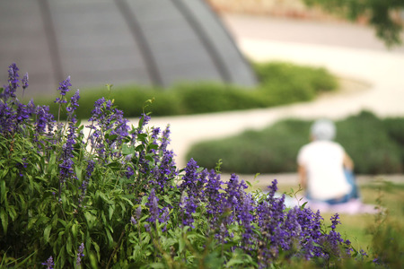 lavender in the gardenの写真素材