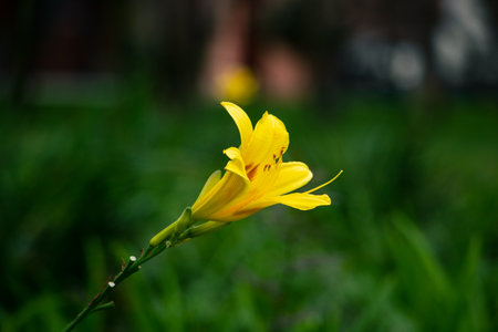 Yellow lily flower in the garden with green grass background and selective focus