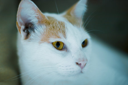 portrait of a cat of white color with yellow spots.の写真素材
