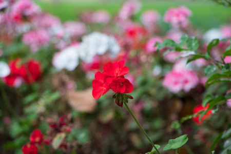 Red geranium flowers in the garden with green leaves and white flowersの写真素材