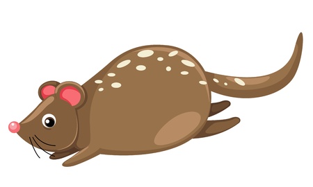 Quoll isolated on white background vectorのイラスト素材