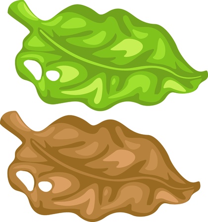 illustration of isolated cartoon leaf vectorのイラスト素材