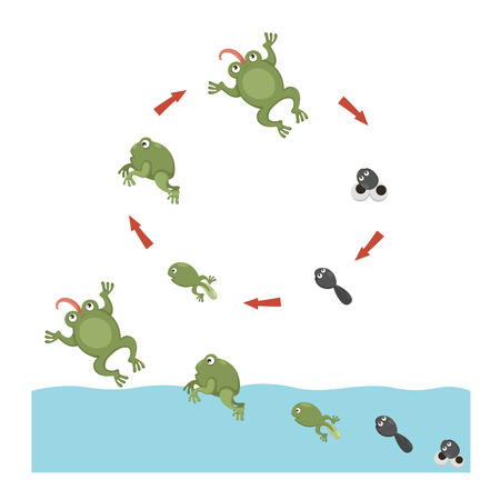 Life cycle of Frogのイラスト素材
