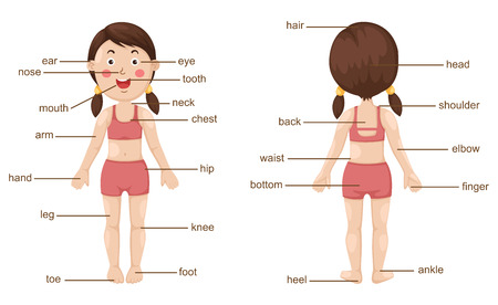 illustration of vocabulary part of body vectorのイラスト素材