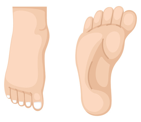 illustration of foot vectorのイラスト素材