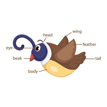 illustration of bird vocabulary part of body vectorのイラスト素材