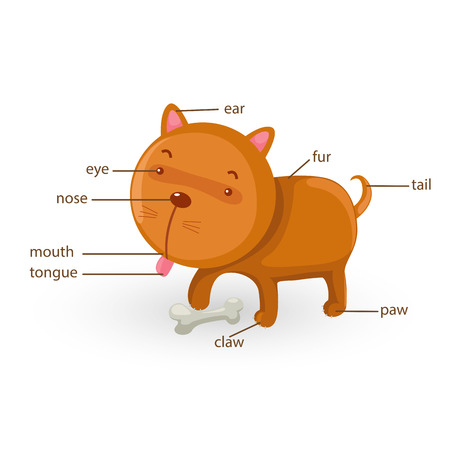 illustration of dog vocabulary part of body vectorのイラスト素材