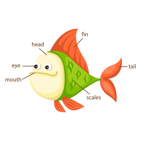 illustration of fish vocabulary part of body vectorのイラスト素材