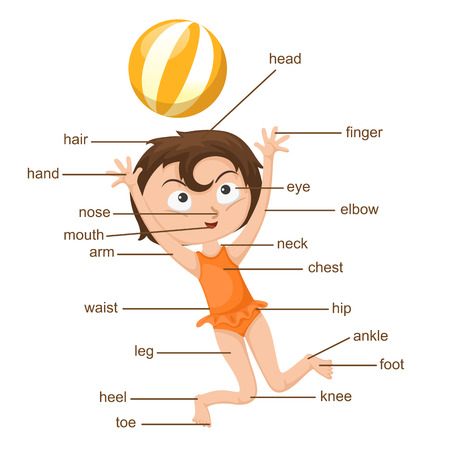 illustration of vocabulary part of body vectorのイラスト素材