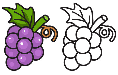 illustration of isolated colorful and black and white grapes for coloring bookのイラスト素材