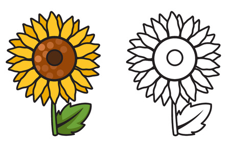 illustration of isolated colorful and black and white sunflower for coloring bookのイラスト素材